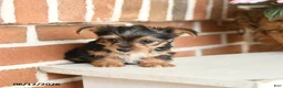 Yorkshire Terrier dogs for sale: Bailey - Ad 2