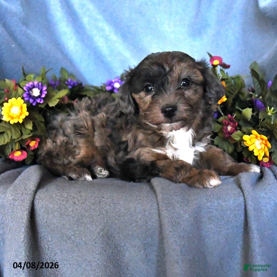Mixed Breed dogs Teddy - Ad 2