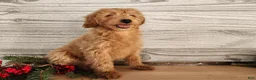 Mini Goldendoodle dogs for sale: Reno - Ad 12