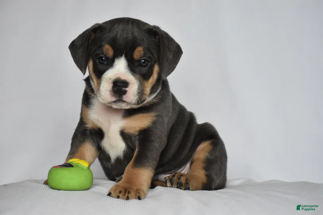 Beabull dogs for sale: Liam - Ad 1