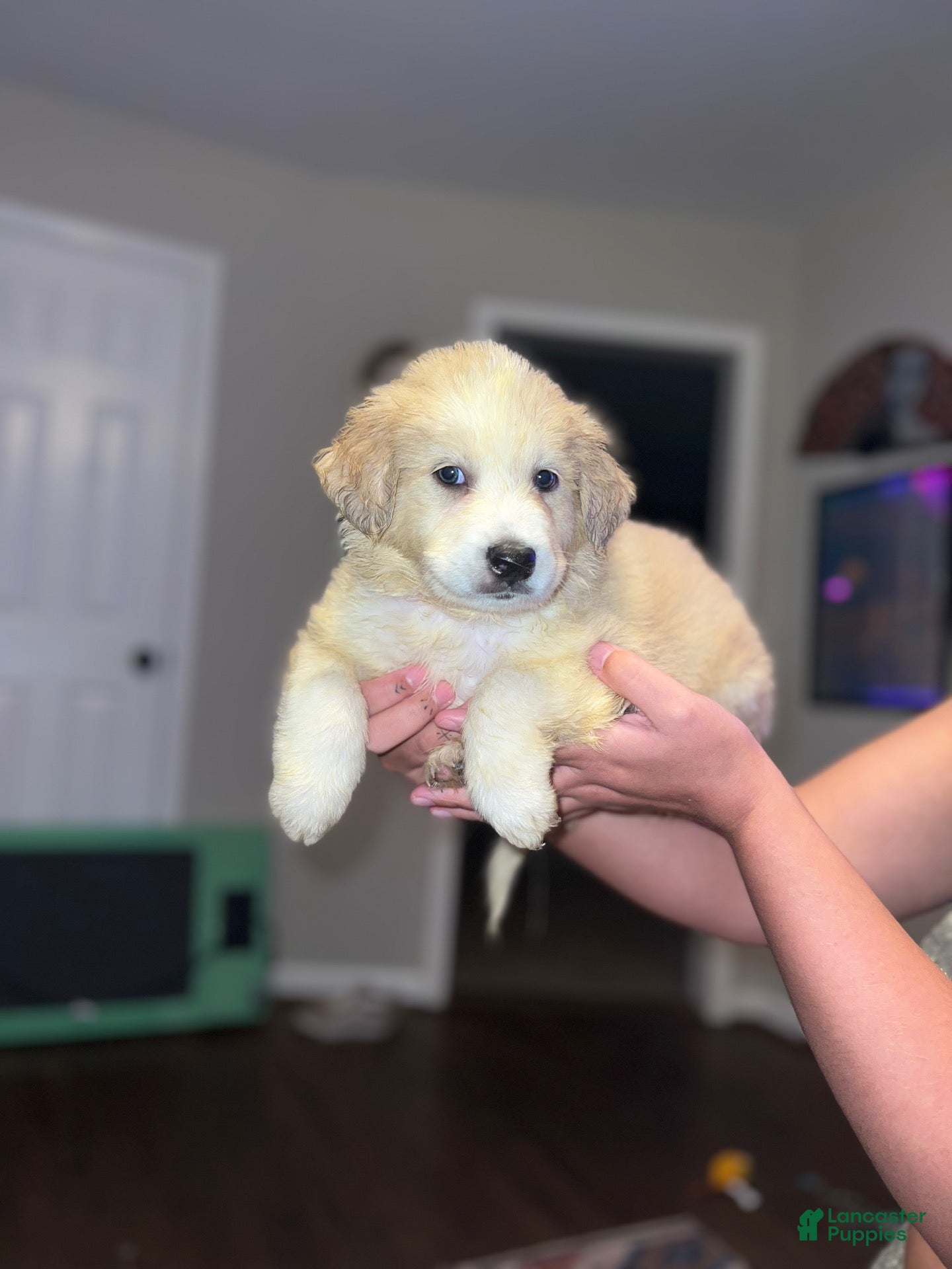 Mixed Breed dogs Mixed Breed 3 - Ad 29