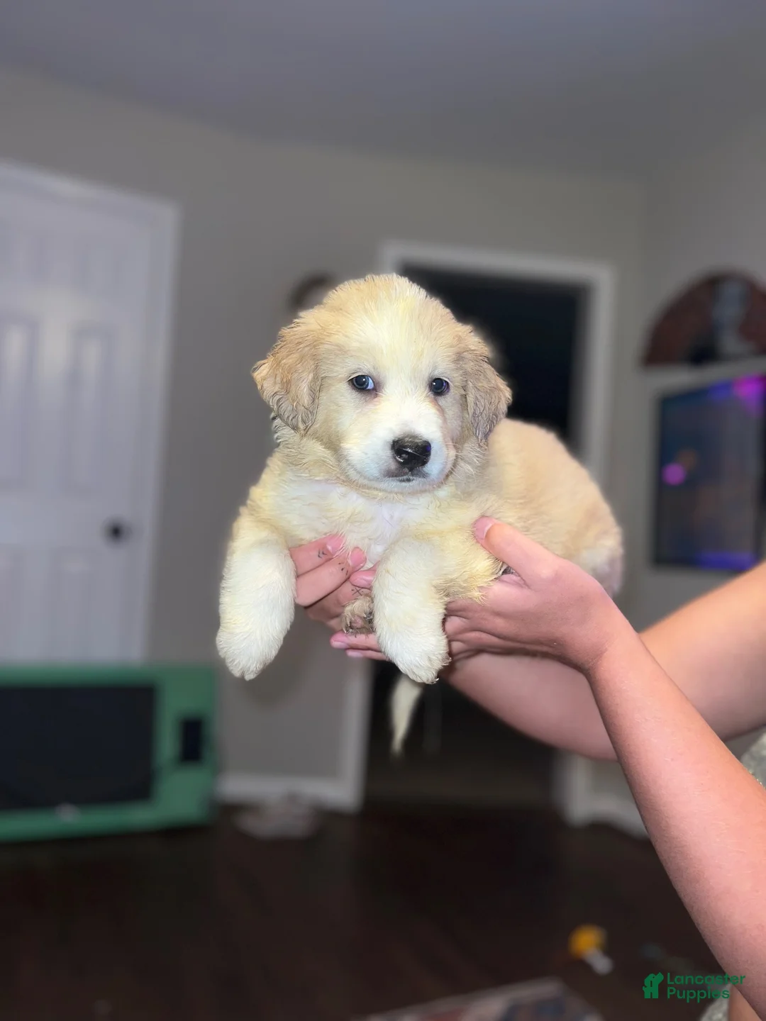 Mixed Breed dogs for sale: Mixed Breed 3 - Ad 1