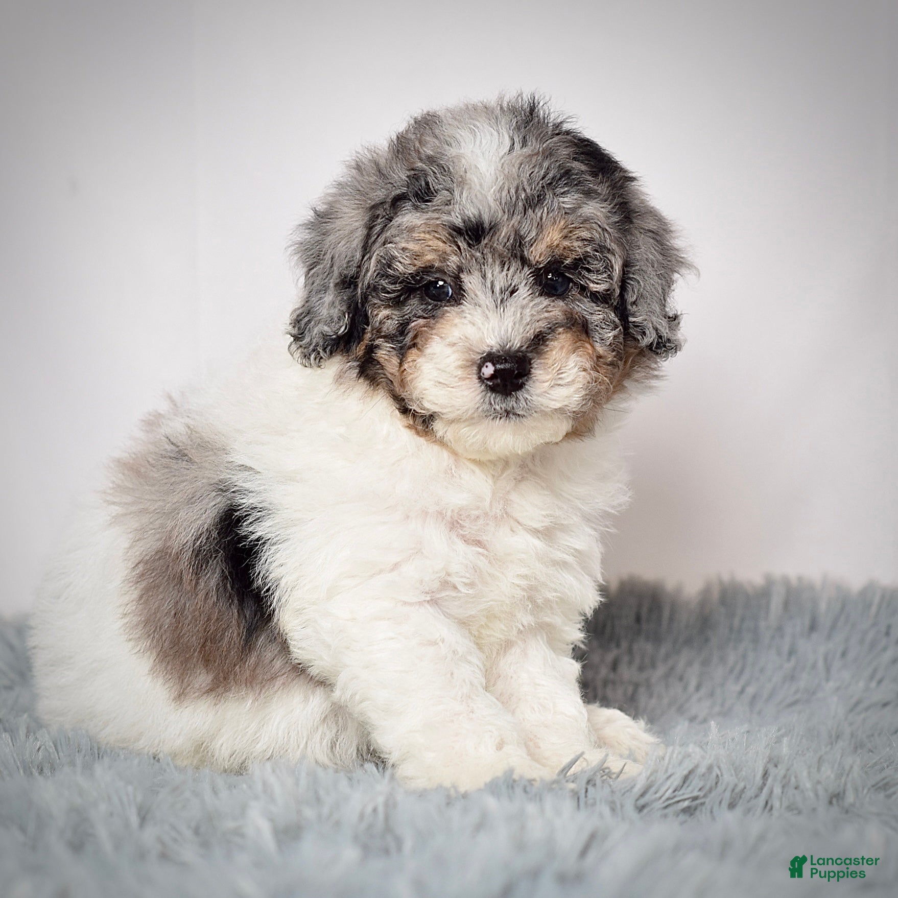 Mini Goldendoodle dogs Mr. Nemo - Ad 21