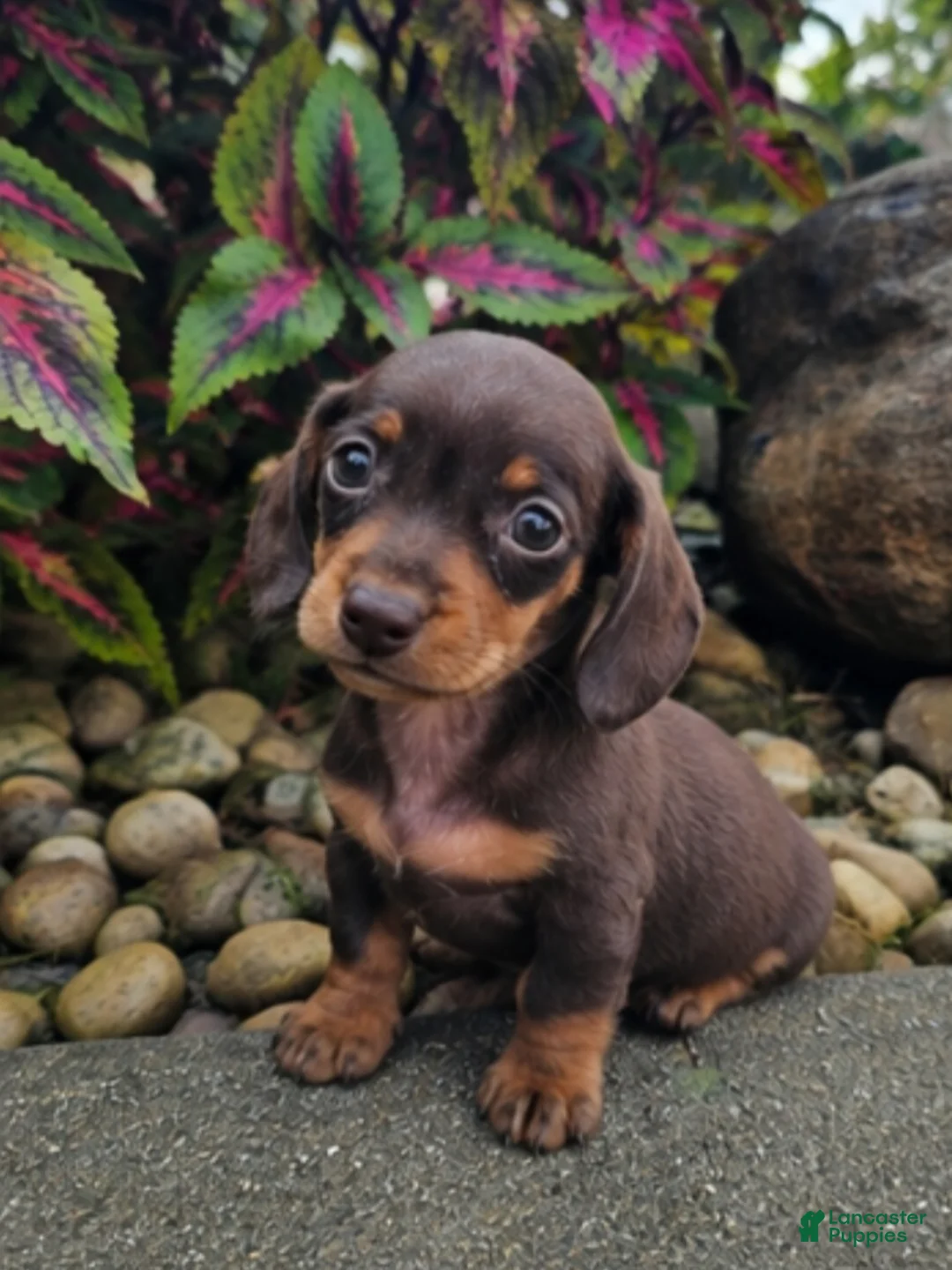 Dachshund dogs for sale: Roxy - Ad 1