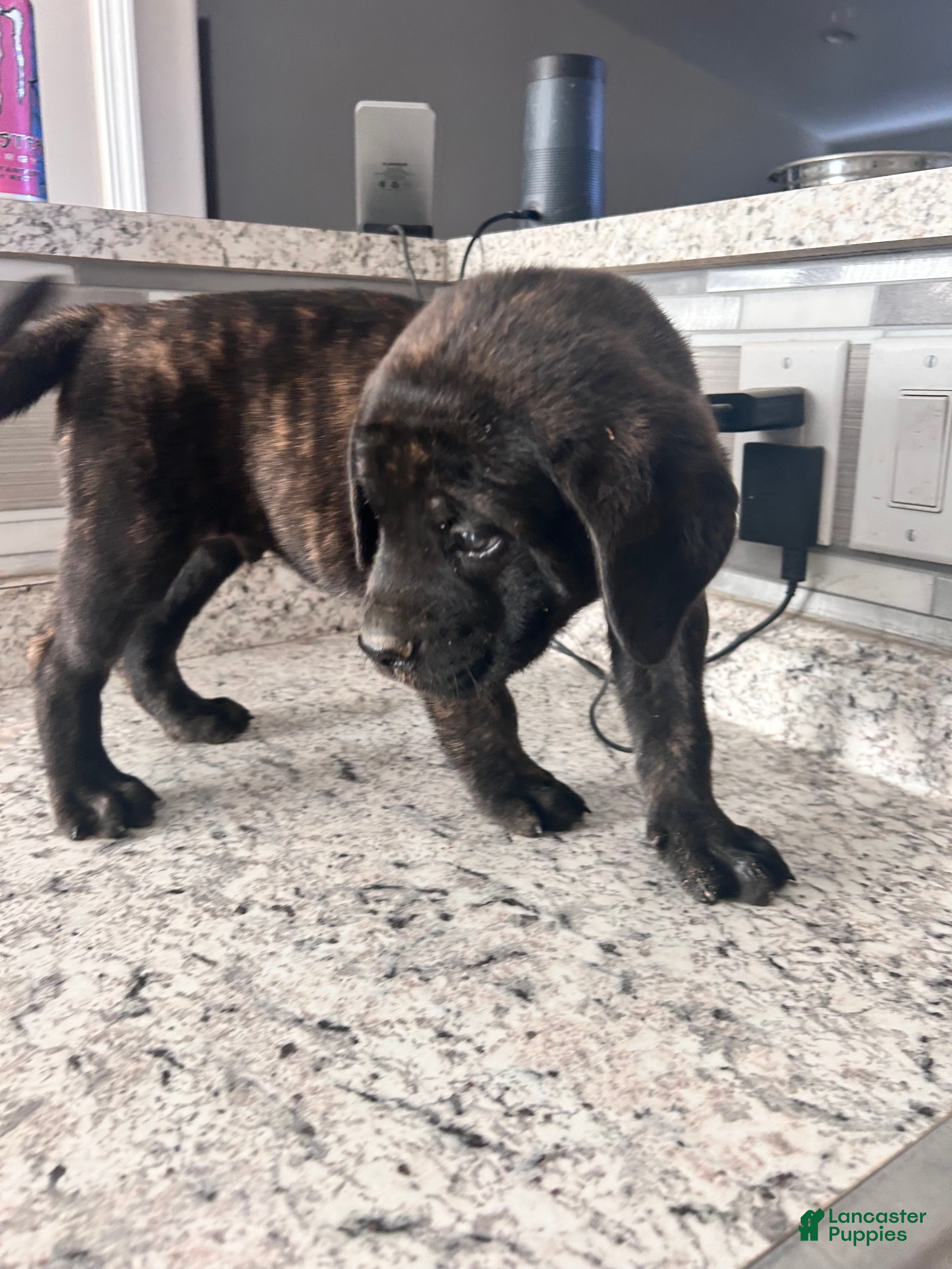 English Mastiff dogs English Mastiff 6 - Ad 1