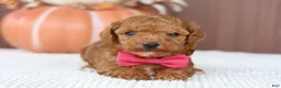 Toy Poodle dogs for sale: Ginger - Ad 4