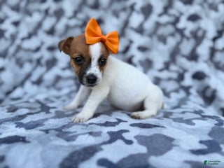 Jack Russell Terrier dogs Blakeleigh - Ad 6