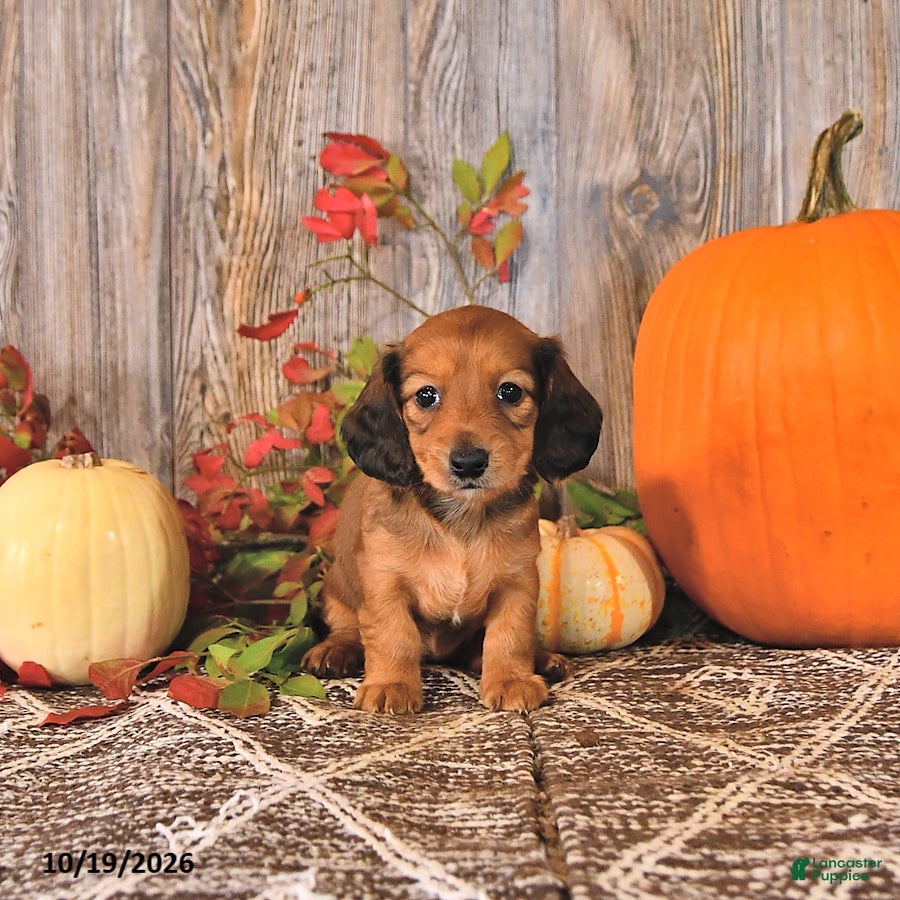 Dachshund dogs Daisy - Ad 2