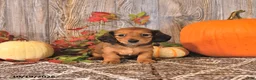 Dachshund dogs for sale: Daisy - Ad 2