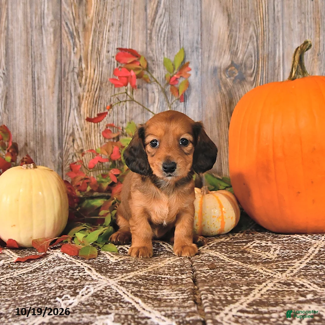 Dachshund dogs for sale: Daisy - Ad 2