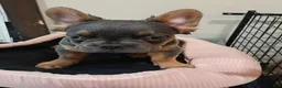 French Bulldog dogs for sale: French Bulldog 1 - Ad 3