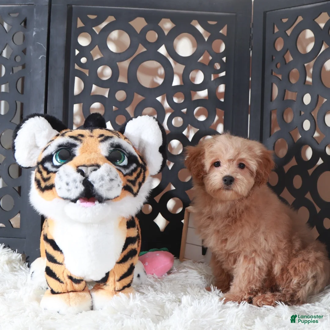 Maltipoo dogs for sale: Maltipoo Puppy Luna - Ad 2