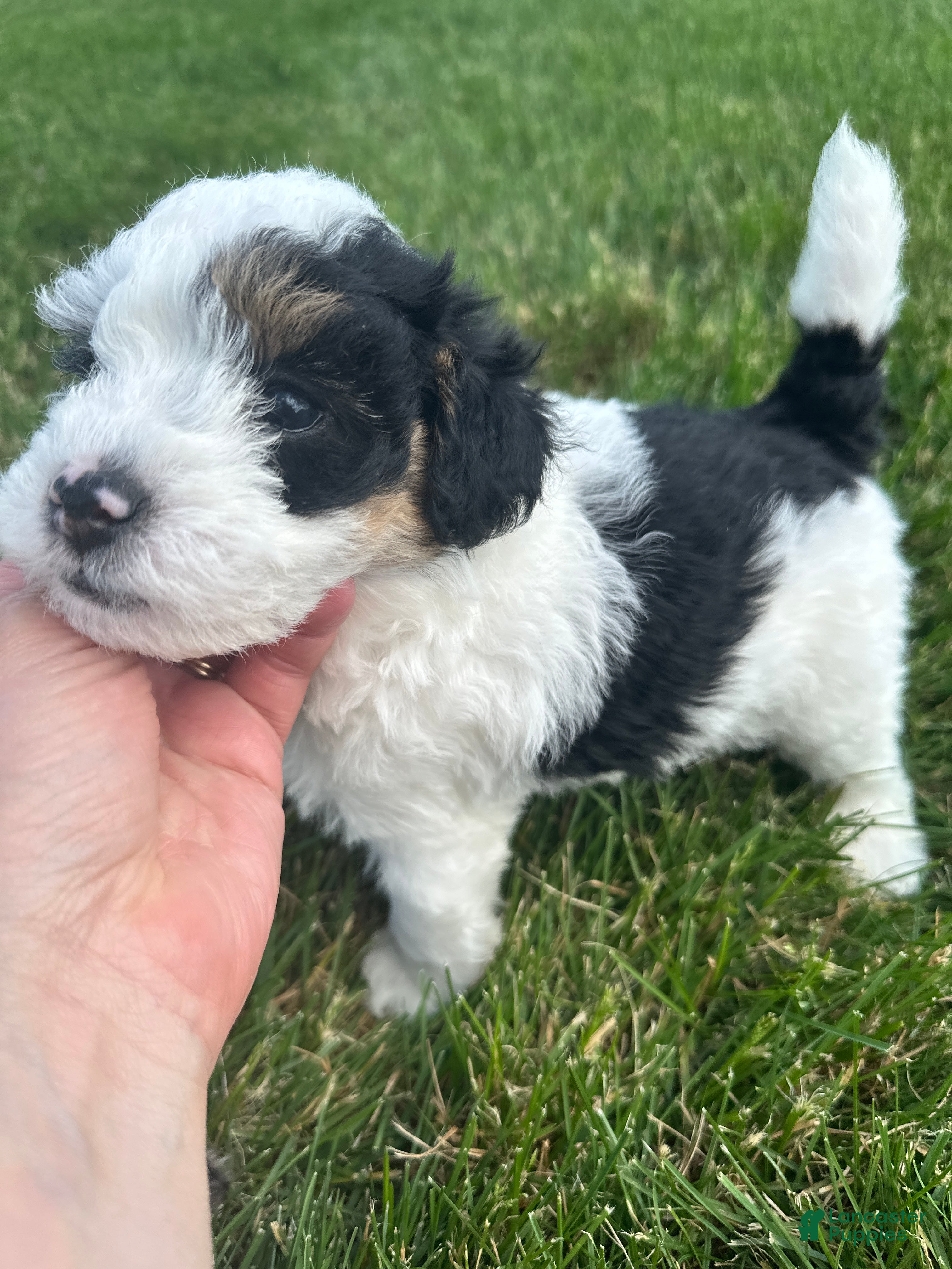 Mini Aussiedoodle dogs Tate - Ad 2
