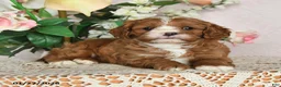Cavapoo dogs for sale: Ilene - Ad 3