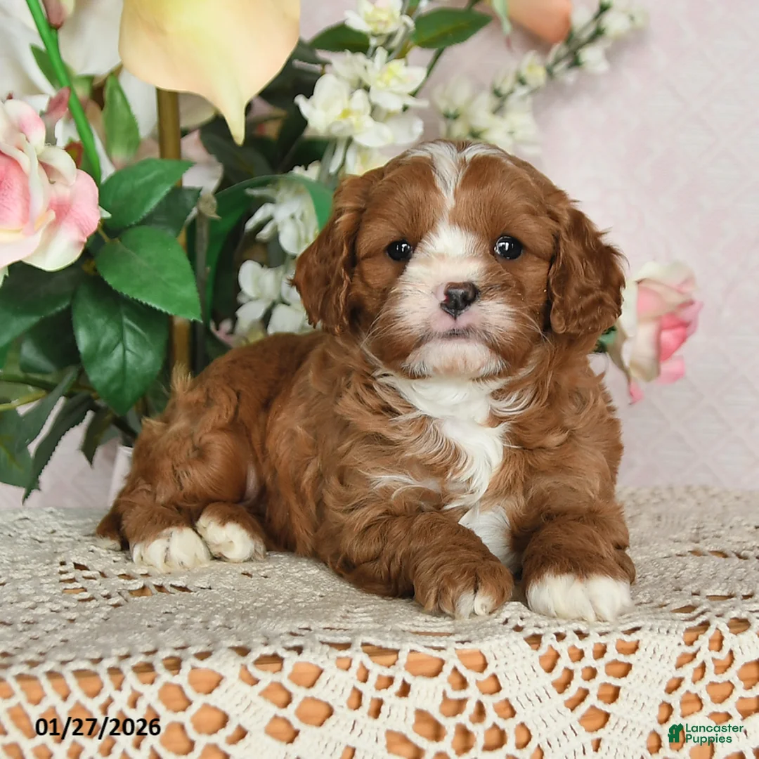 Cavapoo dogs for sale: Ilene - Ad 3
