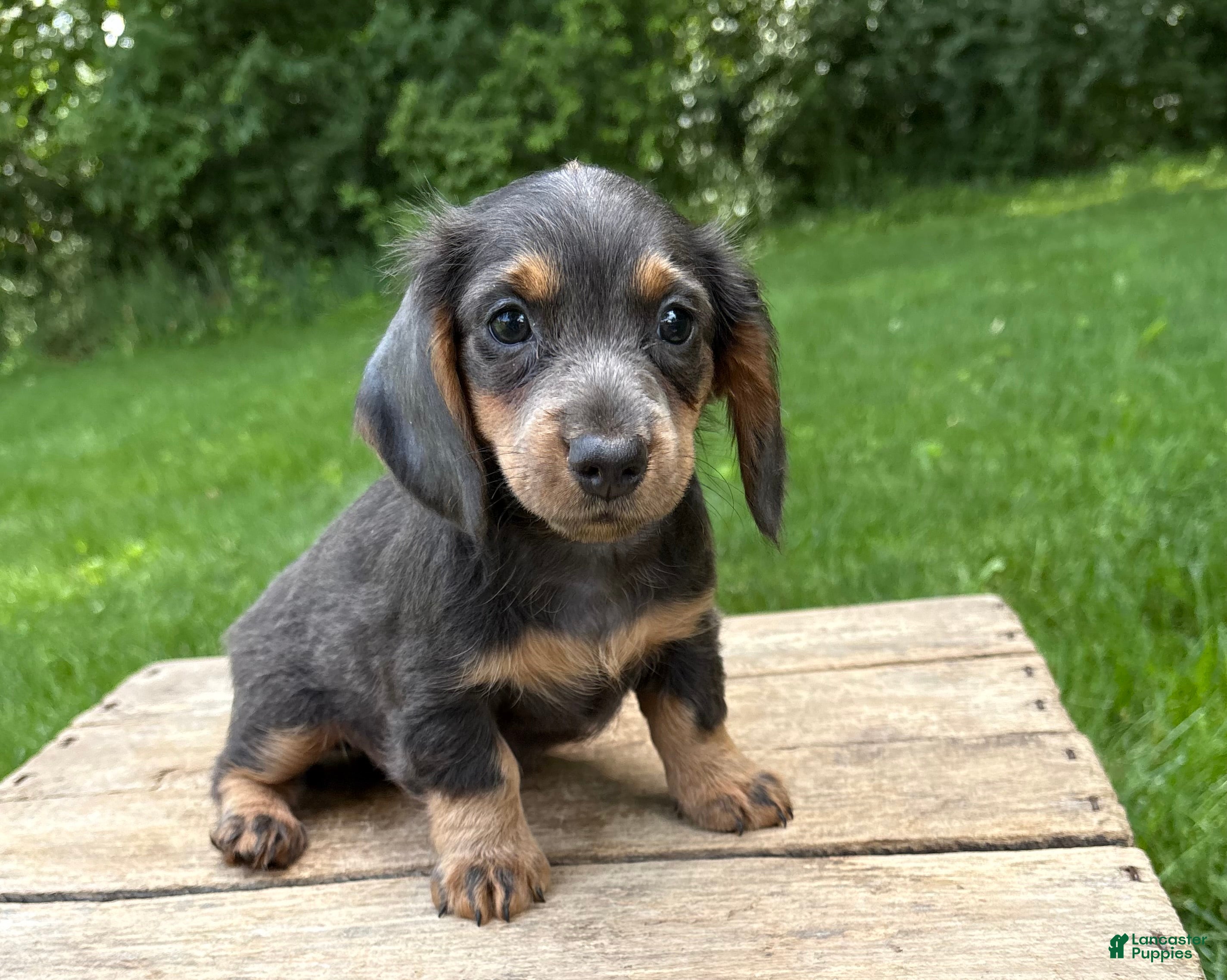 Miniature Dachshund dogs Opal - Ad 2
