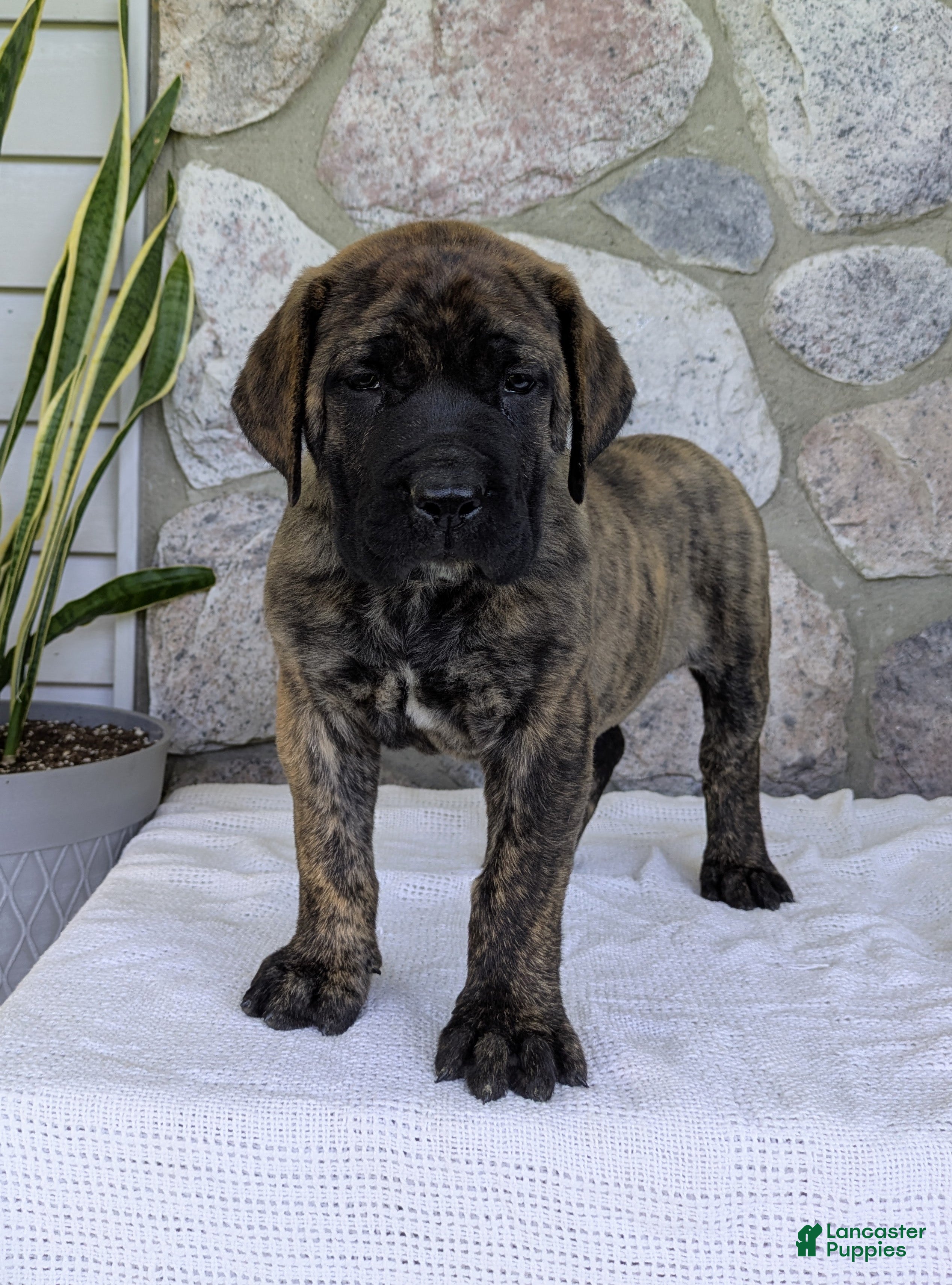 English Mastiff dogs for sale: Marlon - Ad 3