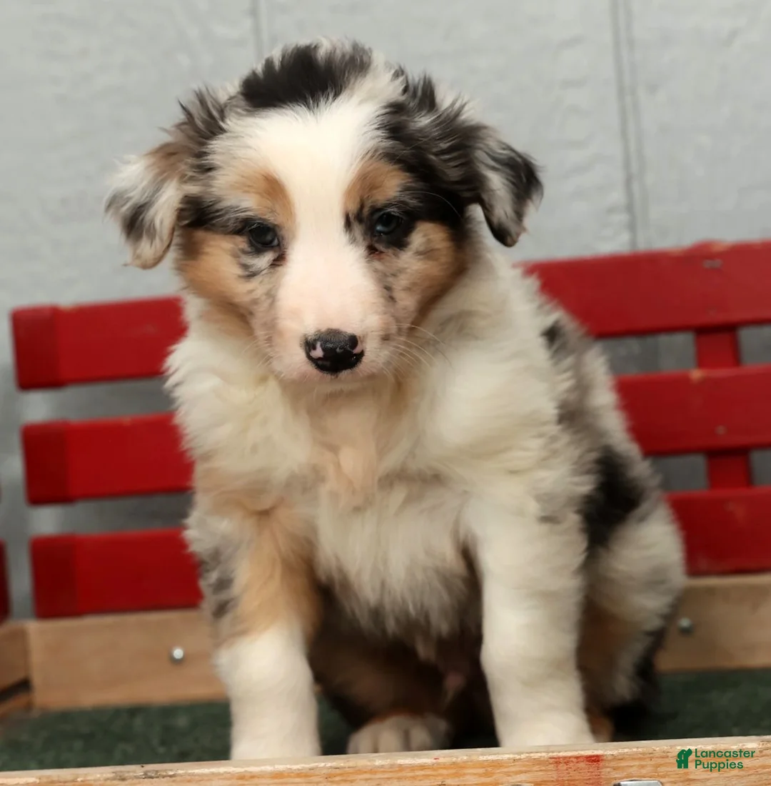 Australian Shepherd dogs for sale: Gary - Ad 5