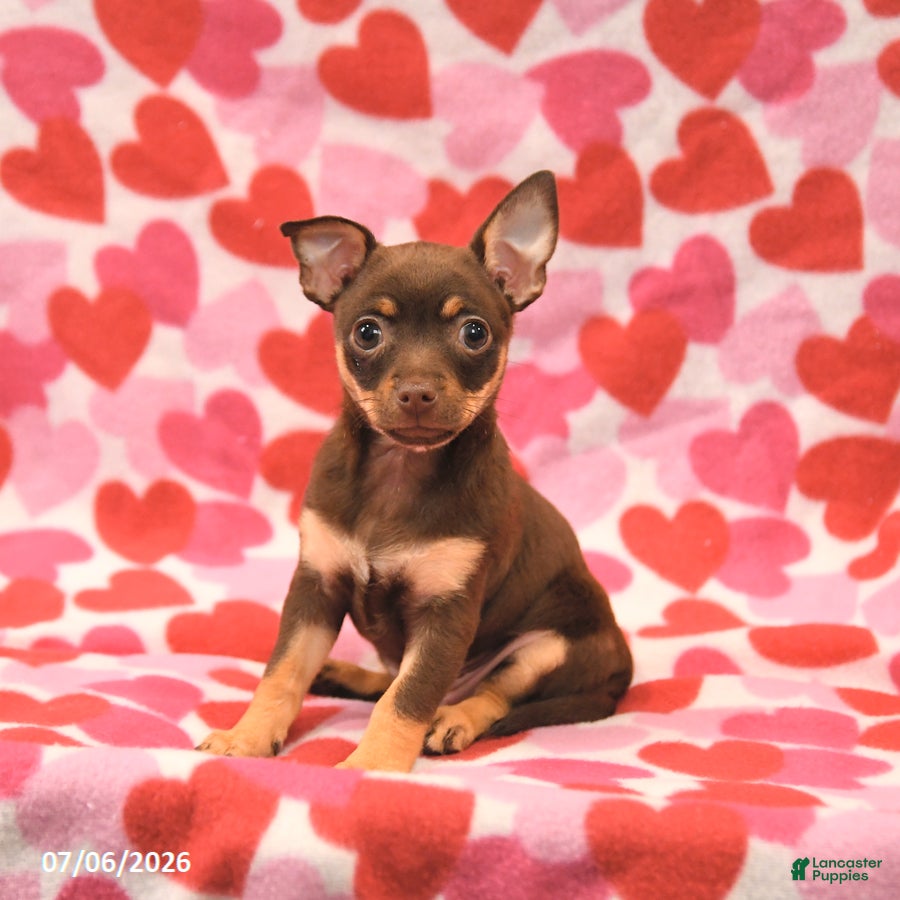 Chihuahua dogs Lily - Ad 2