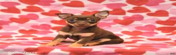 Chihuahua dogs for sale: Lily - Ad 2