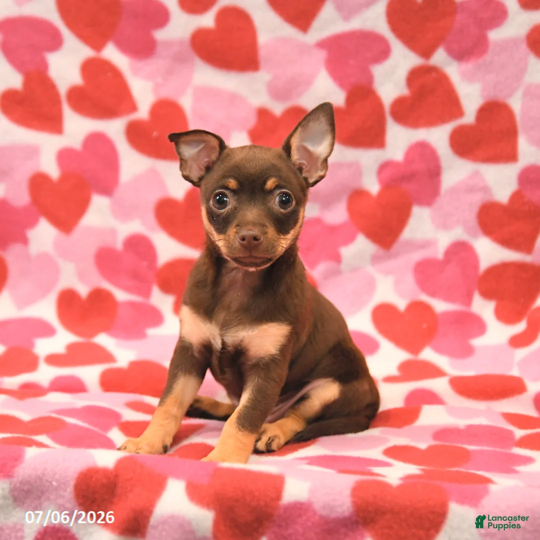 Chihuahua dogs for sale: Lily - Ad 2