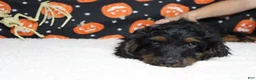 Cockapoo dogs for sale: Toffee  - Ad 9