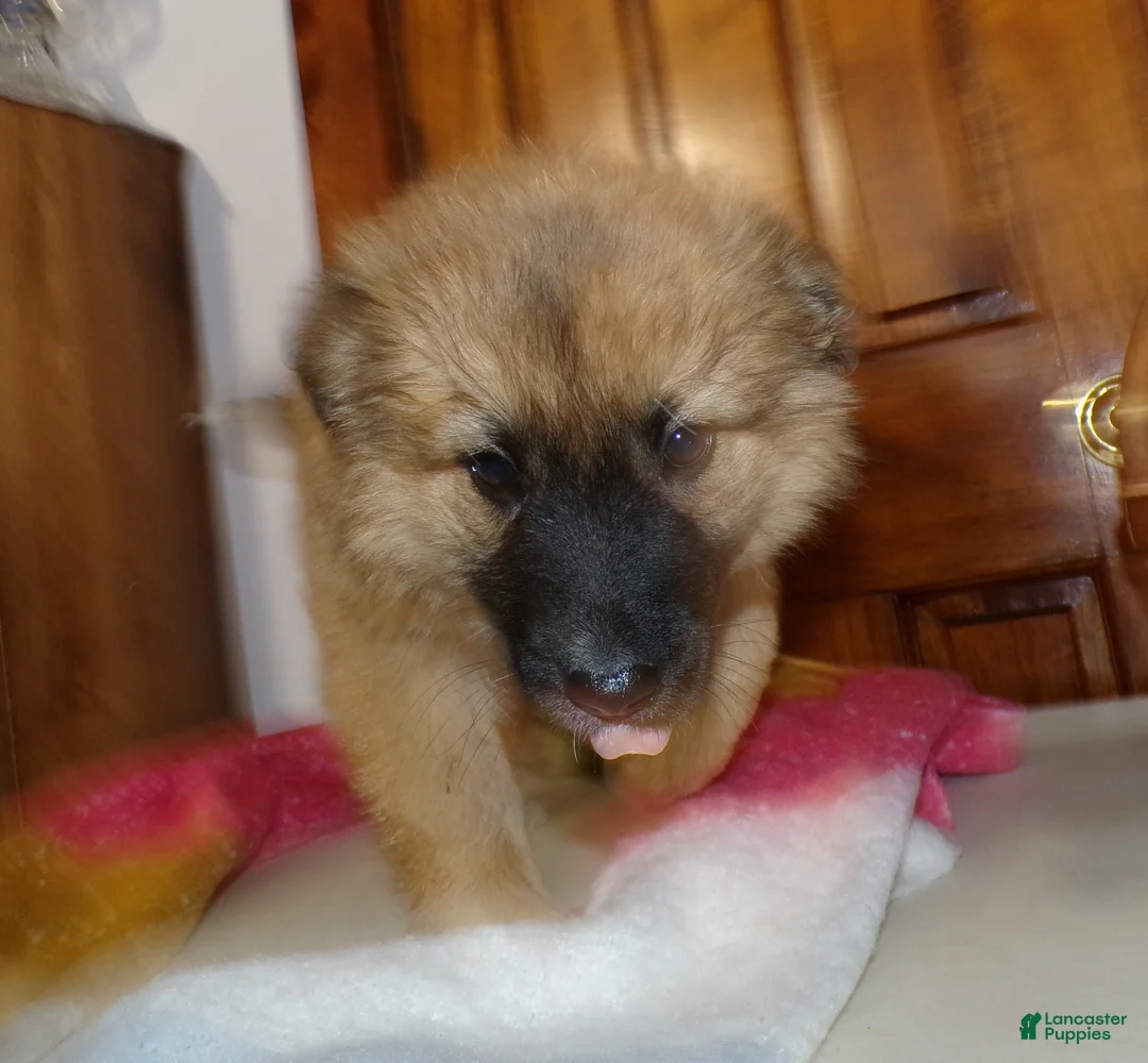 Mixed Breed dogs for sale: Mixed Breed Puppy 5 Lulu Belle - Ad 1