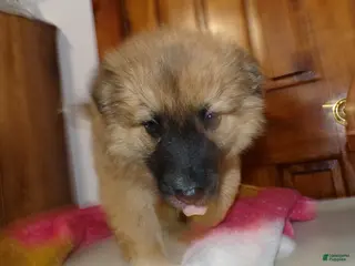 Mixed Breed dogs for sale: Mixed Breed Puppy 5 Lulu Belle - Ad 1