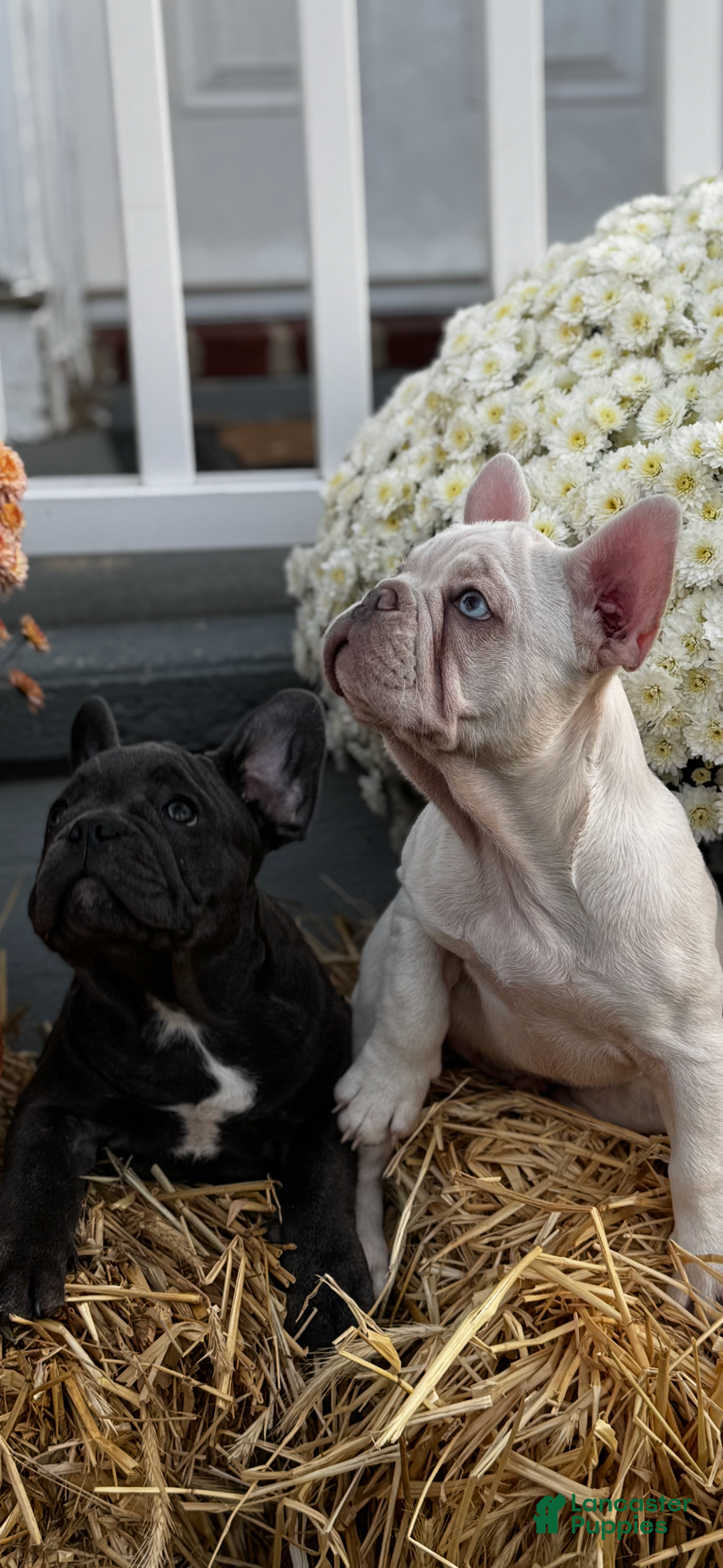French Bulldog dogs for sale: Blanco - Ad 1
