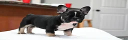 French Bulldog dogs for sale: Golden kid - Ad 11