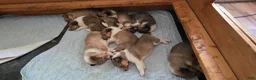 Collie dogs for sale: Collie Puppy 5 - Ad 3