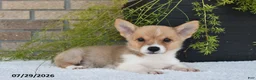 Welsh Corgi Pembroke dogs for sale: Terry - Ad 2