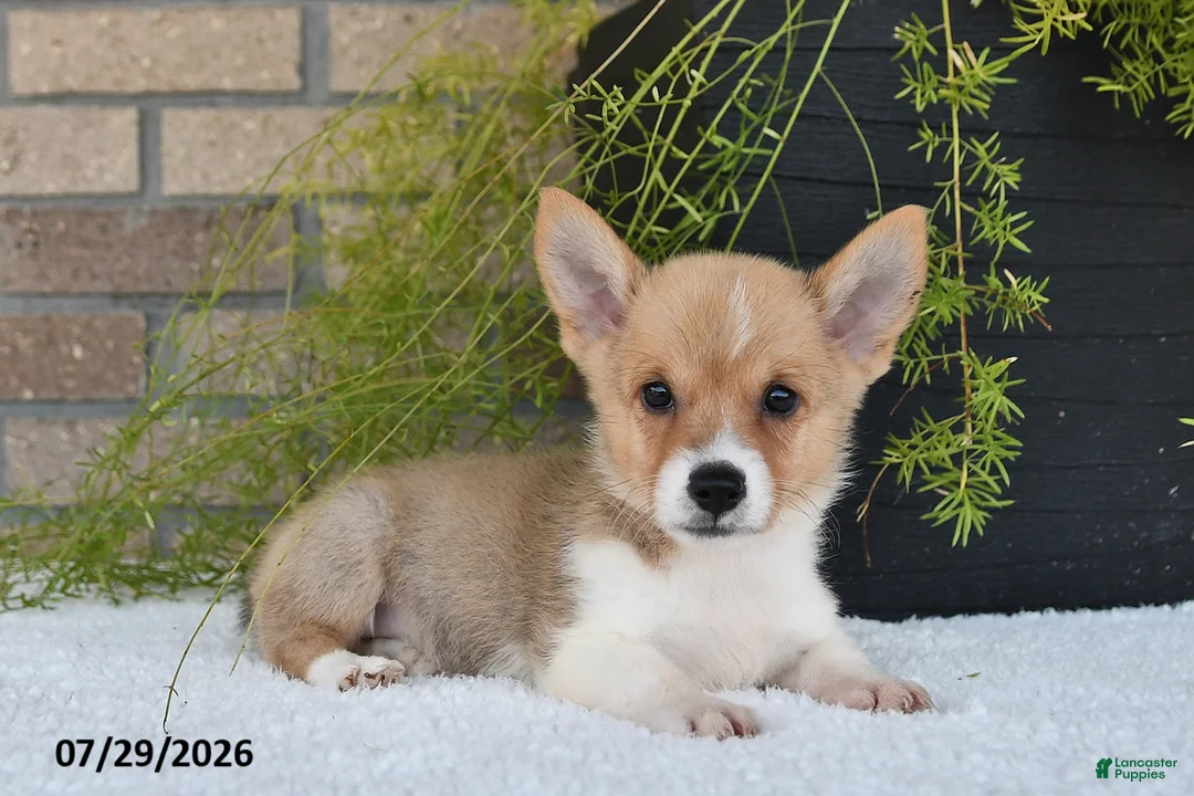 Welsh Corgi Pembroke dogs for sale: Terry - Ad 2