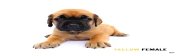 Cane Corso dogs for sale: Blue Male - Ad 10