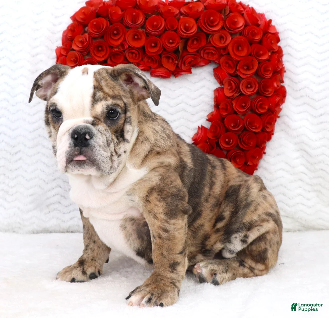 English Bulldog dogs for sale: Lola - Ad 4