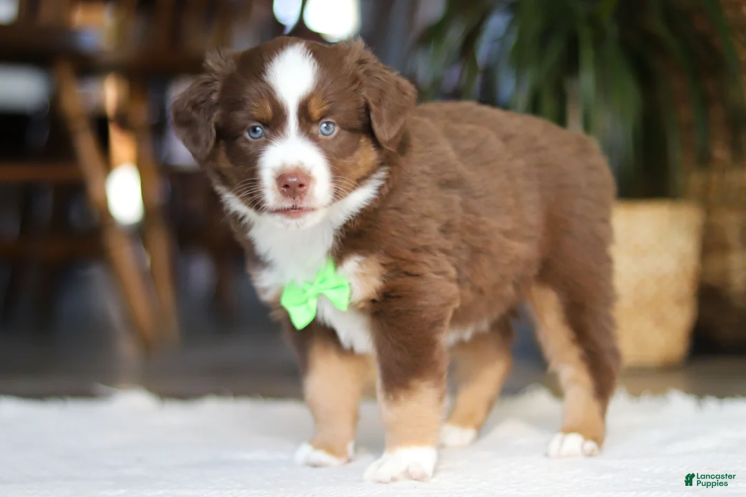Australian Shepherd dogs for sale: Roo - Ad 4