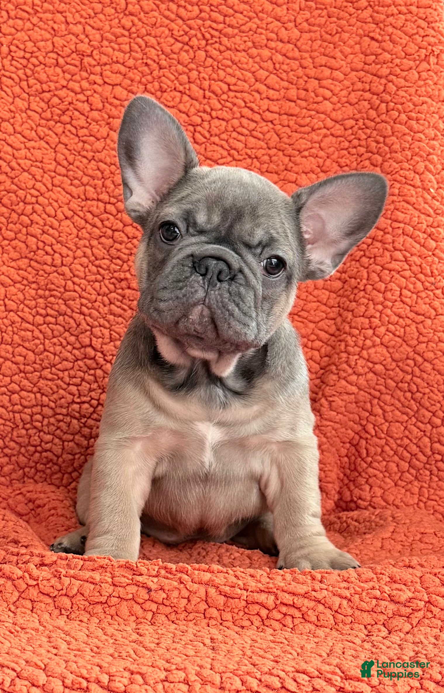 French Bulldog dogs for sale: French Bulldog Puppy 3 - Ad 2