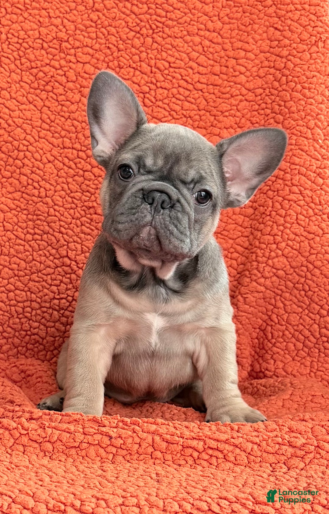 French Bulldog dogs for sale: French Bulldog Puppy 3 - Ad 1