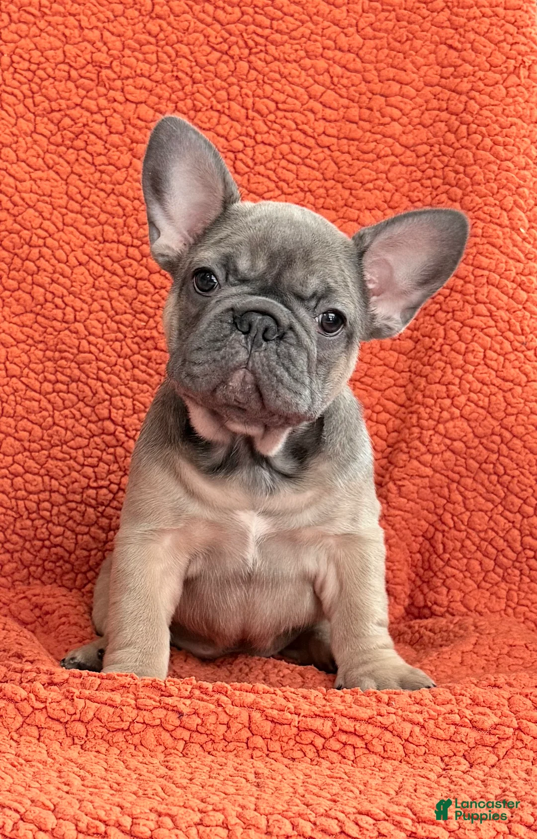 French Bulldog dogs for sale: French Bulldog Puppy 3 - Ad 1