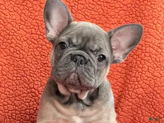 French Bulldog dogs French Bulldog Puppy 3 - Ad 23