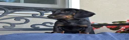 Miniature Dachshund dogs for sale: Checkers - Ad 4