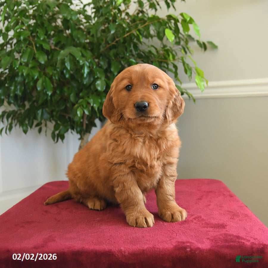 Golden Retriever dogs Pixy - Ad 7