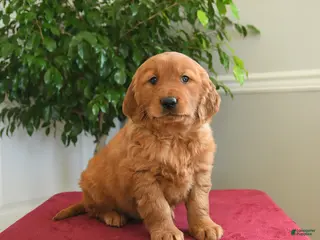 Golden Retriever dogs Pixy - Ad 14