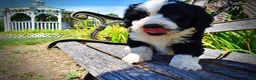 Havapoo dogs for sale: Inky - Ad 4