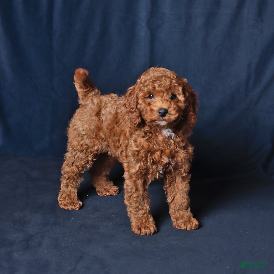 Cockapoo dogs Pansy - Ad 1