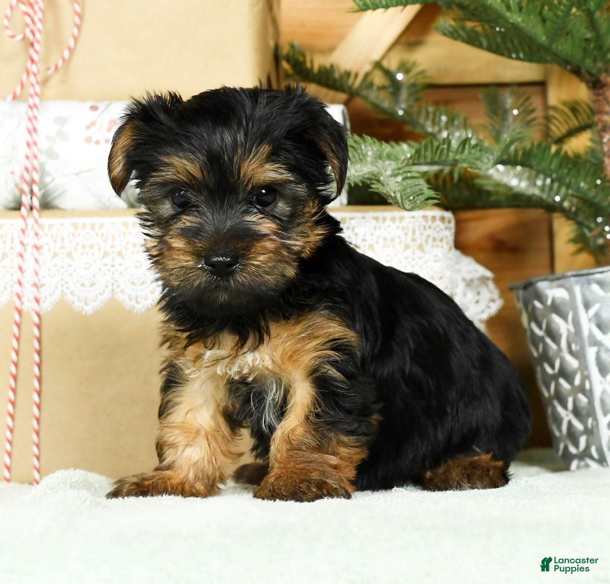 Yorkshire Terrier dogs Bella - Ad 33