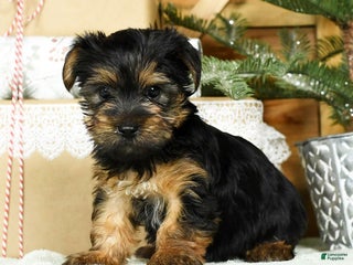Yorkshire Terrier dogs - Ad 18