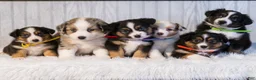 Miniature Australian Shepherd dogs for sale: Gordon  - Ad 12