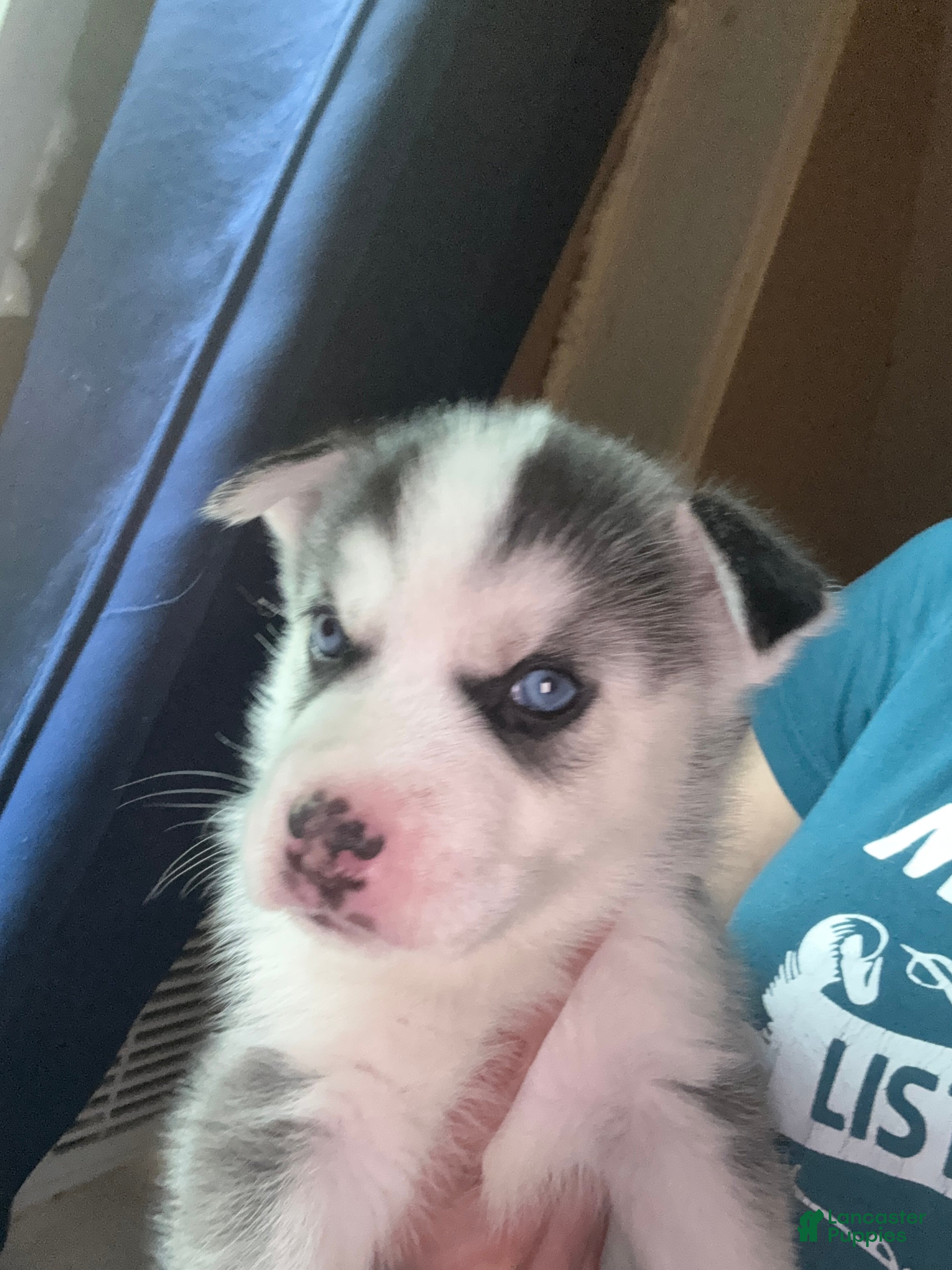 Siberian Husky dogs Siberian Husky Puppy 7 - Ad 36