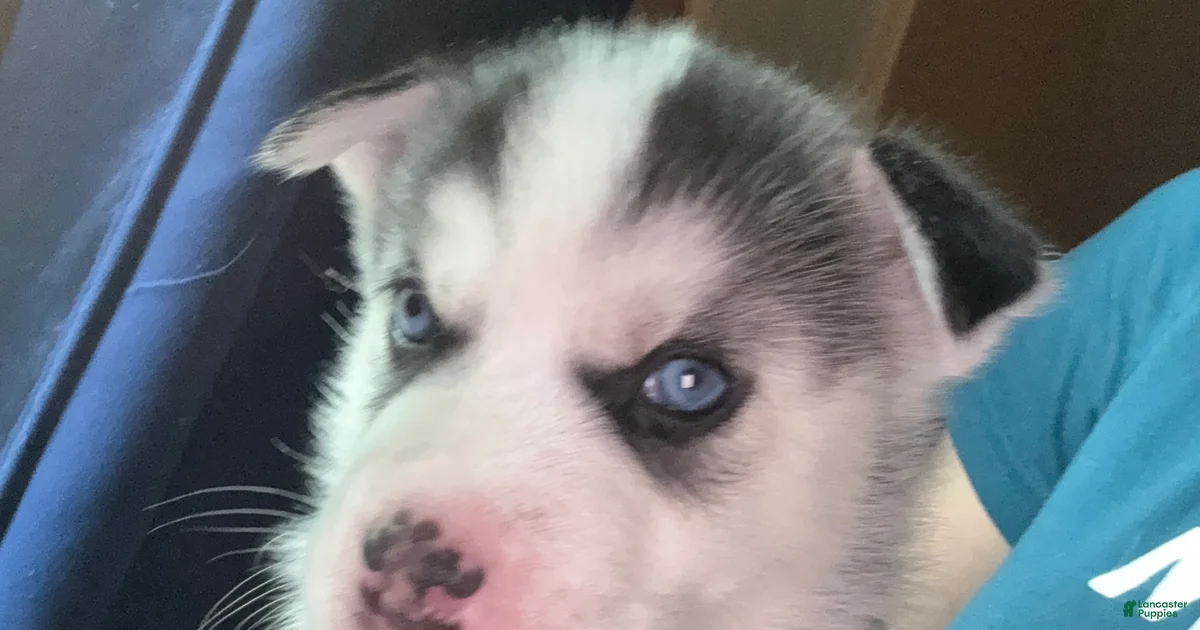 Siberian Husky Puppy 7 Siberian Husky for sale in Chicopee Siberian Husky Puppy 7 Siberian Husky for sale in Chicopee